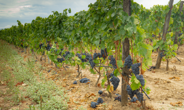 Vino Carignano: il raffinato sapore del terreno sabbioso e dei venti marittimi