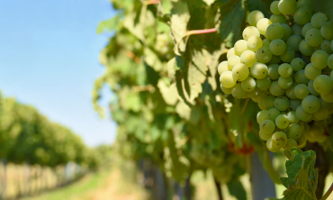 Vino Vernaccia: il vanto enologico di Sardegna